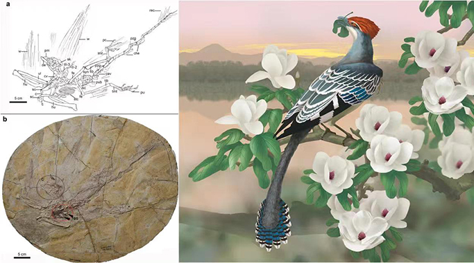 古鳥(niǎo)類(lèi)葉食性的起源-來(lái)自白堊紀(jì)木蘭類(lèi)植硅體的新證據(jù)